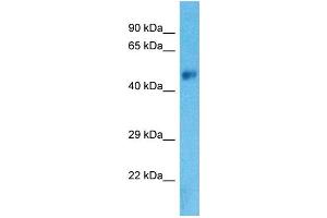 Image no. 1 for anti-Solute Carrier Family 38, Member 8 (SLC38A8) (C-Term) antibody (ABIN2791912)