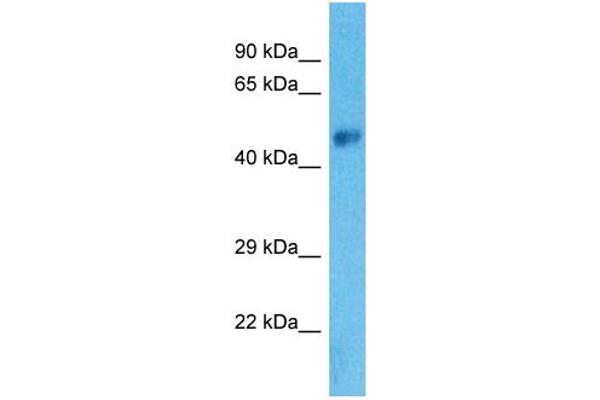 SLC38A8 antibody  (C-Term)