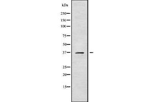 Image no. 1 for anti-Carbonic Anhydrase XI (CA11) antibody (ABIN6260378)
