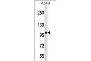 ZC3H7A Antibody (Center) (ABIN1538498 and ABIN2849387) western blot analysis in A549 cell line lysates (35 μg/lane).