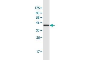 Image no. 2 for anti-F-Box Protein 41 (FBXO41) (AA 400-498) antibody (ABIN1327236)