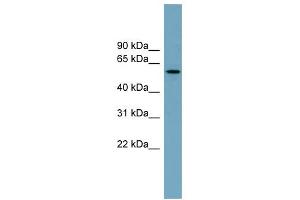 Image no. 1 for anti-Meiosis-Specific Nuclear Structural 1 (MNS1) (Middle Region) antibody (ABIN2787129)