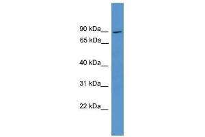 anti-NCK Interacting Protein with SH3 Domain (NCKIPSD) (Middle Region) antibody