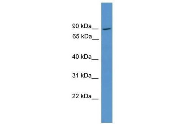 anti-NCK Interacting Protein with SH3 Domain (NCKIPSD) (Middle Region) antibody