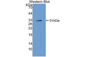 Image no. 1 for anti-Notch 4 (NOTCH4) (AA 1690-1945) antibody (ABIN1980477)