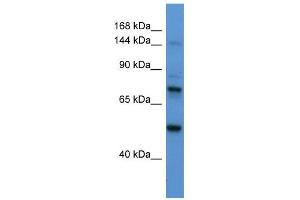 Image no. 1 for anti-Astrotactin 2 (ASTN2) (N-Term) antibody (ABIN634672)