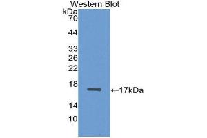 Image no. 1 for anti-ADAM Metallopeptidase with Thrombospondin Type 1 Motif, 2 (Adamts2) (AA 474-610) antibody (ABIN3201800)