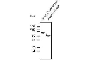 Image no. 1 for anti-MutY Homolog (E. Coli) (MUTYH) (C-Term) antibody (ABIN6254179)