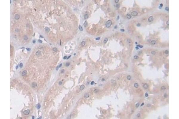 Persephin Antikörper  (AA 29-156)