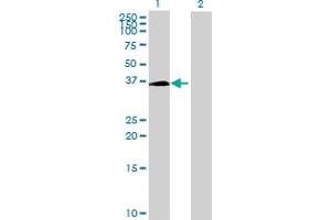 Western Blot analysis of ZMYND12 expression in transfected 293T cell line by ZMYND12 MaxPab polyclonal antibody.