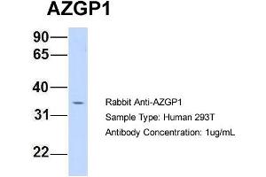 Image no. 2 for anti-alpha-2-Glycoprotein 1, Zinc-Binding (AZGP1) (N-Term) antibody (ABIN2787753)