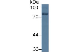 Image no. 3 for anti-Neurofilament, Light Polypeptide (NEFL) (AA 281-396) antibody (ABIN1176228)