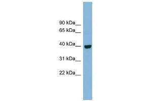 Image no. 1 for anti-Inositol Monophosphatase Domain Containing 1 (IMPAD1) (N-Term) antibody (ABIN634943)