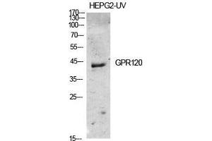 Image no. 2 for anti-omega-3 Fatty Acid Receptor 1 (O3FAR1) (Internal Region) antibody (ABIN3184844)