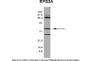 Image no. 1 for anti-Ribosomal Protein S3A (RPS3A) (N-Term) antibody (ABIN2786535)