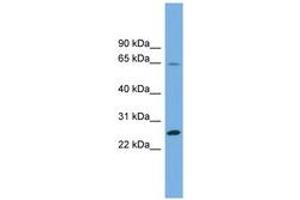 Image no. 1 for anti-Dihydrofolate Reductase-Like 1 (DHFRL1) (AA 71-120) antibody (ABIN6743741)