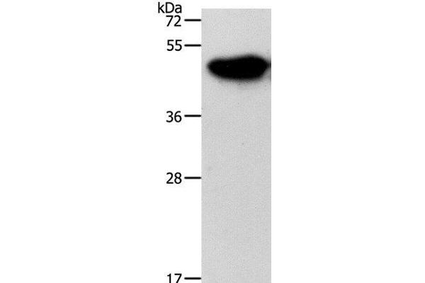 NDRG3 anticorps