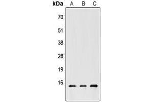 Western blot analysis of CHRAC1 expression in HEK293T (A), Raw264.