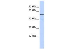 Image no. 1 for anti-Methyltransferase 5 Domain Containing 1 (METT5D1) (N-Term) antibody (ABIN6741053)
