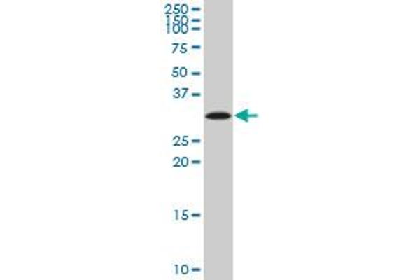 SIX3 antibody  (AA 273-332)