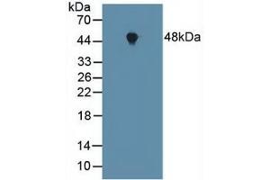 FNTA anticorps  (AA 51-366)
