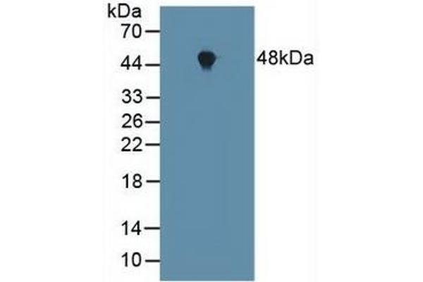 FNTA antibody  (AA 51-366)
