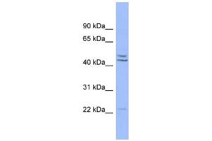 Image no. 1 for anti-Paraoxonase 1 (PON1) (Middle Region) antibody (ABIN2776787)