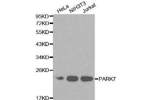 Image no. 3 for anti-Parkinson Protein 7 (PARK7) antibody (ABIN3021235)