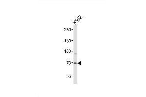 Image no. 2 for anti-Forkhead Box K1 (Foxk1) (AA 684-710), (C-Term) antibody (ABIN1881350)