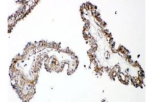 Image no. 1 for anti-Parathyroid Hormone 1 Receptor (PTH1R) (C-Term) antibody (ABIN3032152)