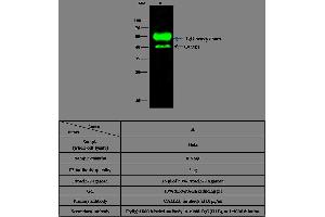 Image no. 2 for anti-Calcium/calmodulin-Dependent Protein Kinase I (CAMK1) (AA 2-370) antibody (ABIN1999407)