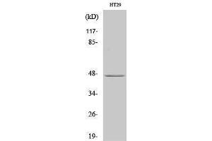Image no. 1 for anti-Inositol Polyphosphate Multikinase (IPMK) (C-Term) antibody (ABIN3185215)
