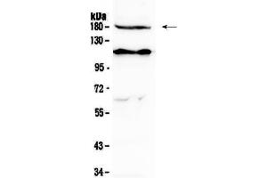 Image no. 2 for anti-VEGF Receptor 2 (VEGFR2) (AA 20-242) antibody (ABIN5519021)