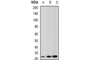 Image no. 2 for anti-Glutathione S-Transferase alpha 2 (GSTa2) (full length) antibody (ABIN6004464)