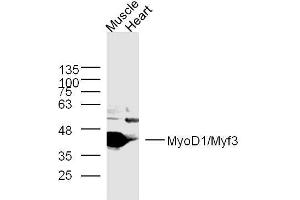 Image no. 3 for anti-Myogenic Differentiation 1 (MYOD1) (AA 51-150) antibody (ABIN740340)