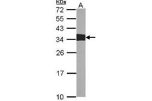 WB Image Sample (30 ug of whole cell lysate) A:NIH-3T3 12% SDS PAGE antibody diluted at 1:1000