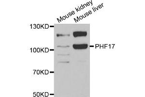 Image no. 1 for anti-PHD Finger Protein 17 (PHF17) antibody (ABIN1980353)