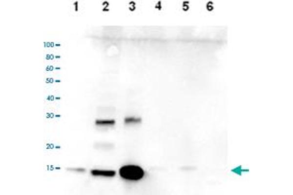 HIST3H2A anticorps  (C-Term, pan)