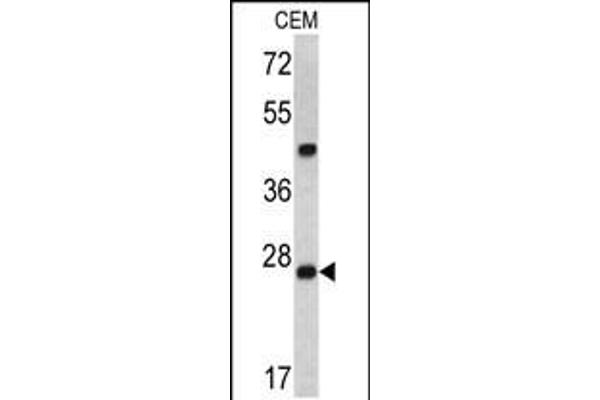 Endoribonuclease Dcr-1 (Dcr-1) (AA 1068-1097) antibody