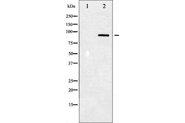STAT3 Antikörper  (pTyr705)