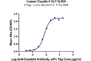 ELISA image for Claudin 6 (CLDN6) (Active) protein (ABIN7448162)