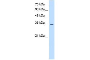 Image no. 1 for anti-Transient Receptor Potential Cation Channel, Subfamily M, Member 5 (TRPM5) (N-Term) antibody (ABIN2776205)