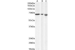 Image no. 5 for anti-Apoptosis-Inducing Factor, Mitochondrion-Associated, 1 (AIFM1) (C-Term) antibody (ABIN2630015)