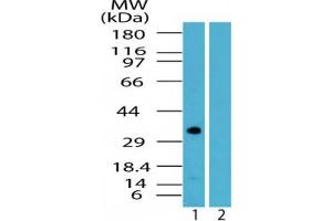 Image no. 1 for anti-DNA-Damage Regulated Autophagy Modulator 1 (DRAM1) (AA 50-100) antibody (ABIN207691)