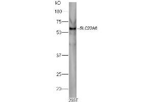 Image no. 3 for anti-Solute Carrier Organic Anion Transporter Family, Member 1a1 (Slco1a1) (AA 2-90) antibody (ABIN670791)