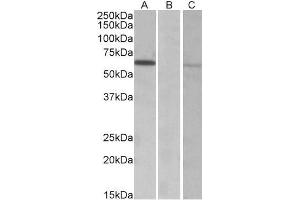 Image no. 1 for anti-Makorin Ring Finger Protein 1 (MKRN1) (AA 105-118) antibody (ABIN768634)