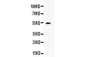 Image no. 3 for anti-CD27 Molecule (CD27) (AA 20-191) antibody (ABIN4886519)