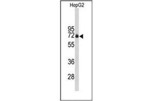 Image no. 2 for anti-F-Box Protein 3 (FBXO3) (AA 401-431), (C-Term) antibody (ABIN952286)