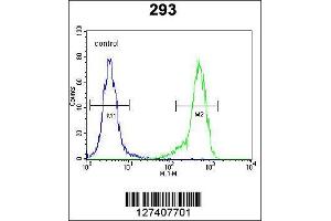 Image no. 3 for anti-Neuron-Derived Neurotrophic Factor (NDNF) antibody (ABIN2157992)