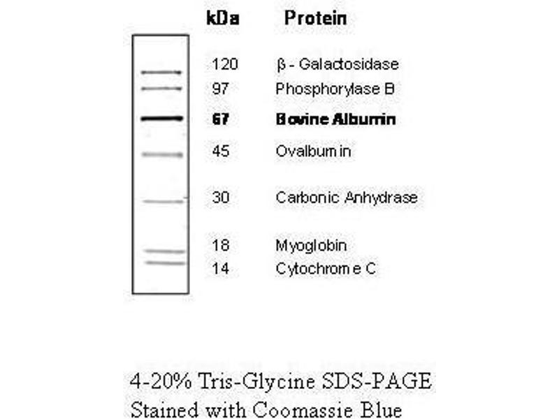 Protein Molecular Weight Marker ABIN925595.